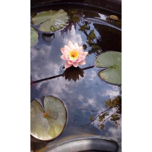 House of Flowers