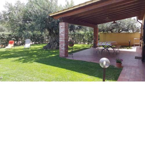 House surrounded by olive trees
