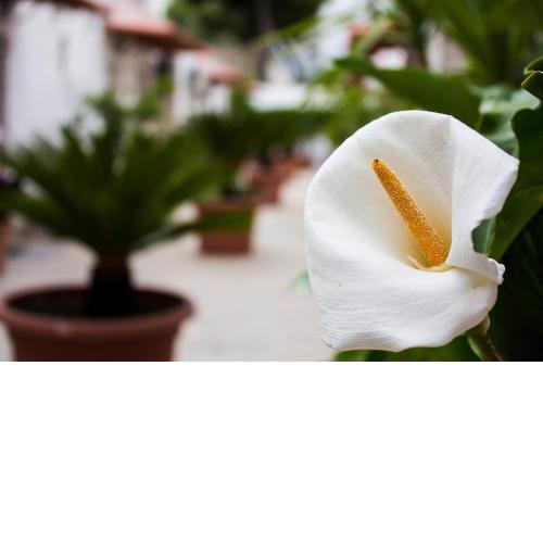 i giardini di edicart