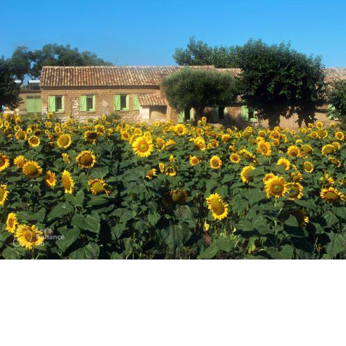 Il Canto di Kokopelli Country Houses