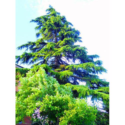 Il Cedro