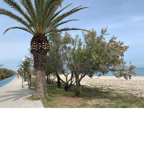 IL COMO' DELLA CIVETTA - Fenice di mare