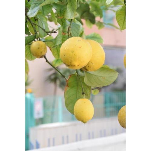 Il Giardino Dei Limoni