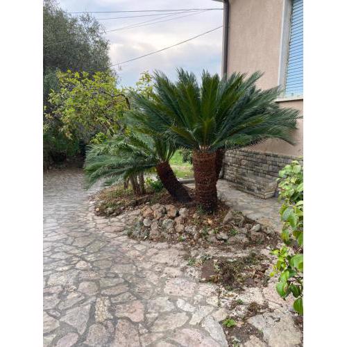 Il giardino delle Cycas
