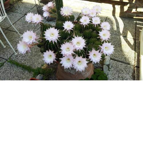 Il Giardino Roccioso