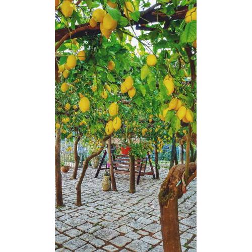 Il Limoneto degli Angeli