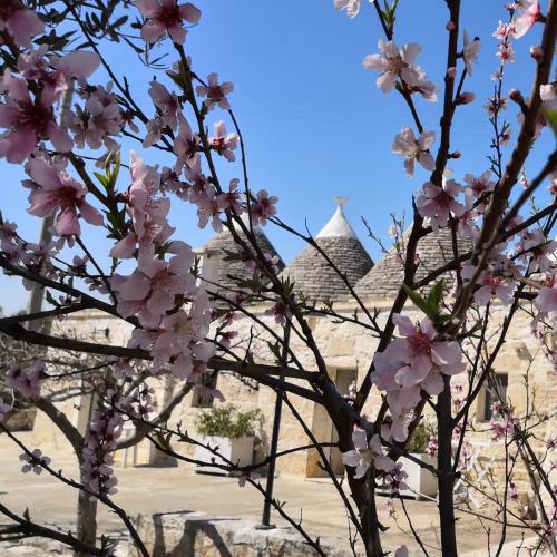 Il pinnacolo - trulli beauty
