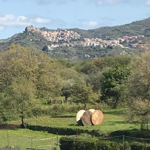 Il Tanaceto