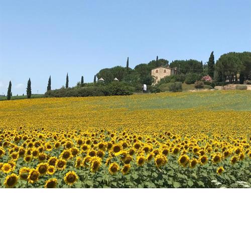 Il vecchio seccatoio