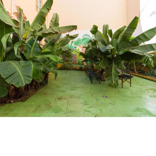 Jungle House