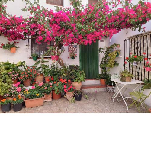 La buganvilla de Juana y Antonio