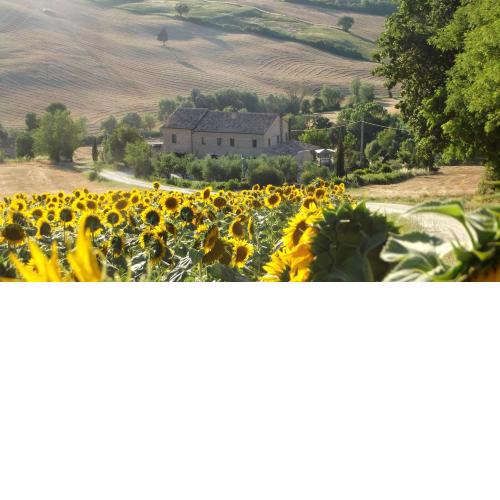"La Casa degli ulivi Art B&B"