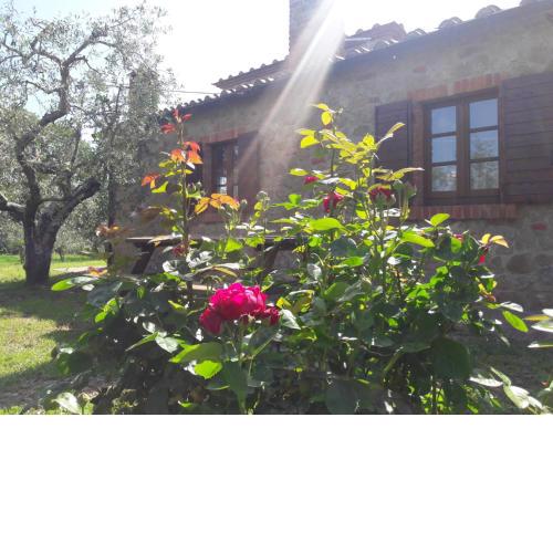 La Casina degli Ulivi
