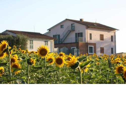 La Collina del Girasole