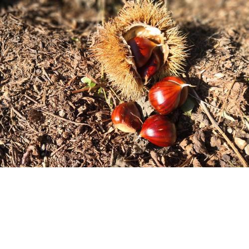 La tana del riccio