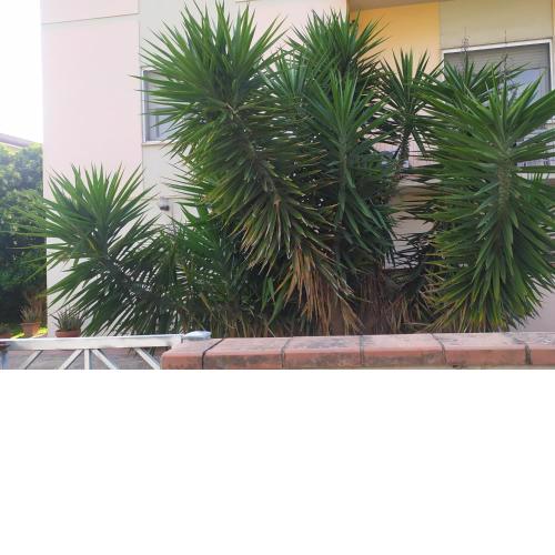 La Yucca