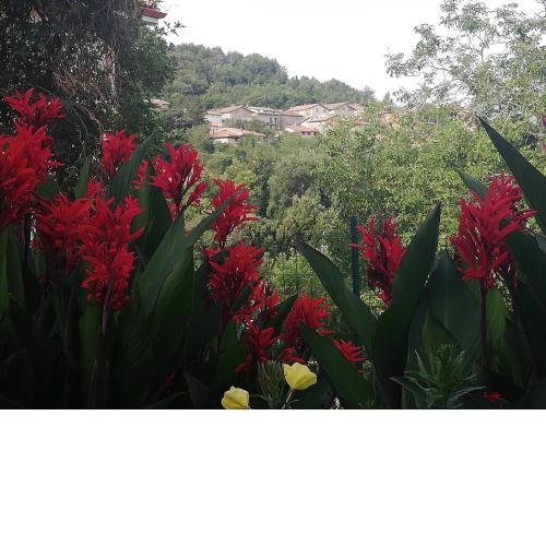 L'Agrifoglio B&B con giardino