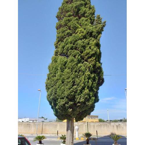 L'Albero bello Holiday
