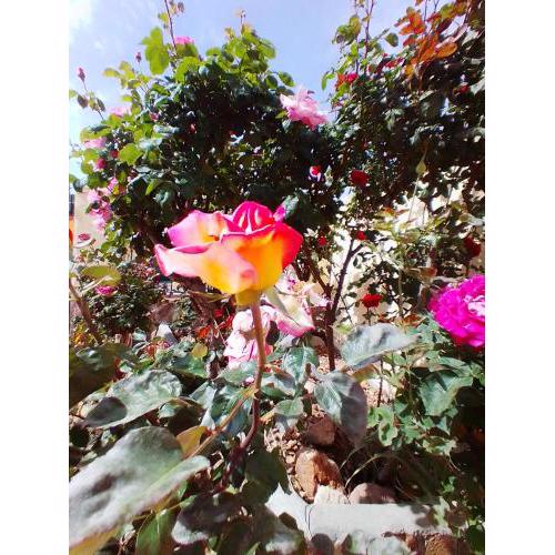 Las/Rosas