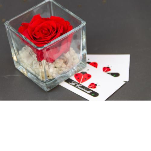 Le Coccinelle Home