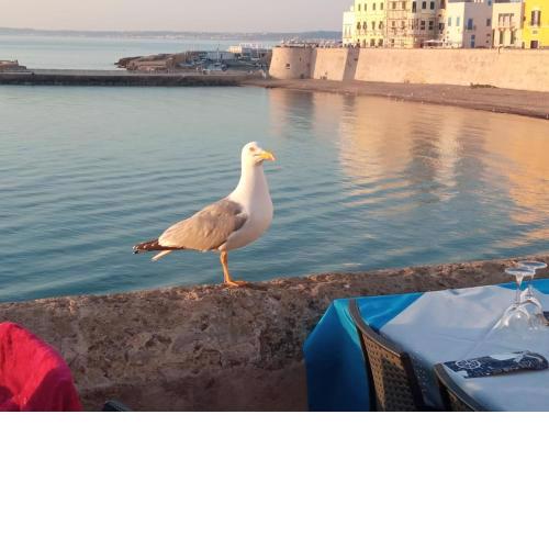 Le meraviglie del Mare