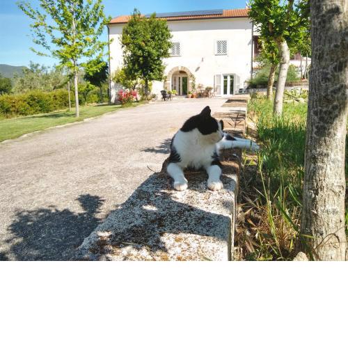 Le Piracante