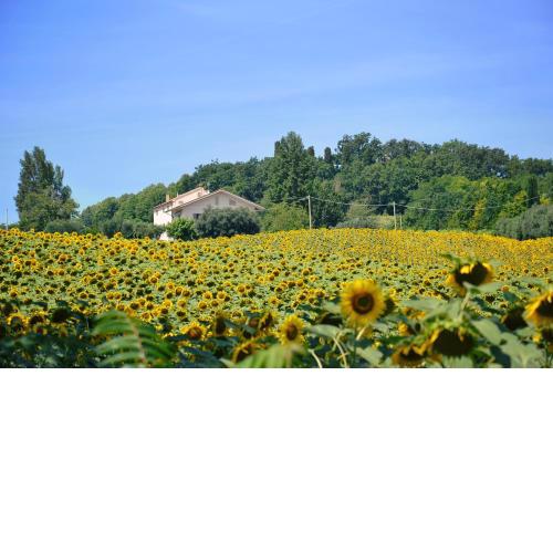 LE PIUME B&B