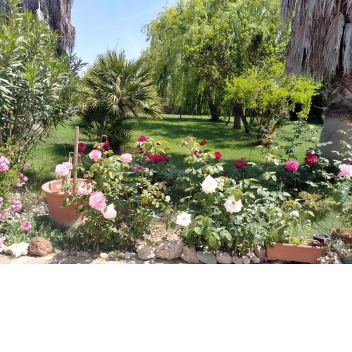 Le Rose