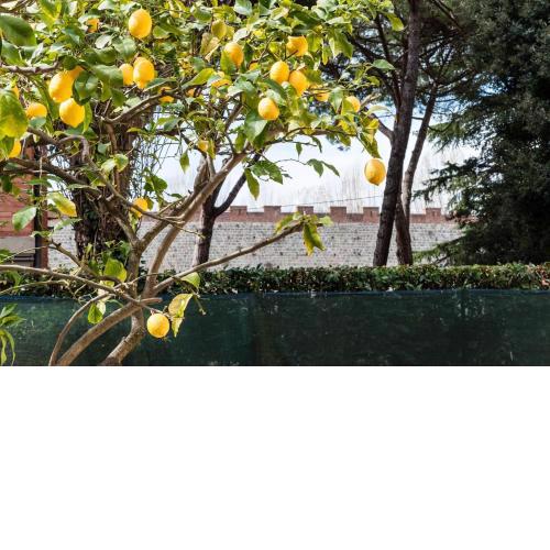 Lemon House YELLOW