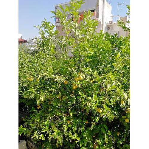 Lemontree