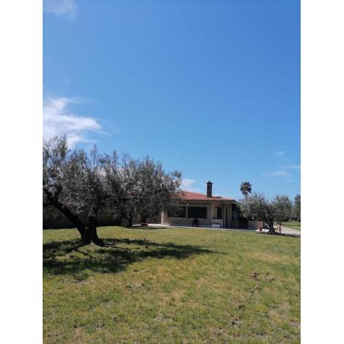 L'oasi negli ulivi