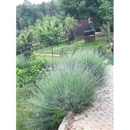 Lovely one bedroom apartment with garden
