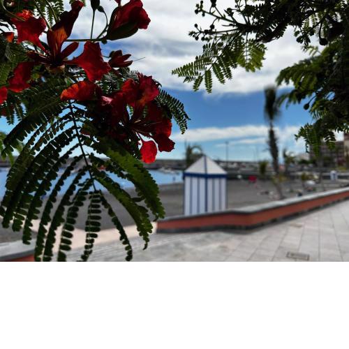 Magnificent and New apartment in Playa San Juan