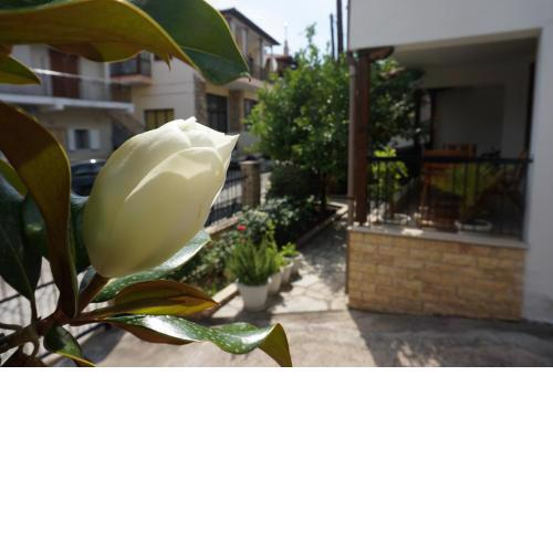 Magnolia