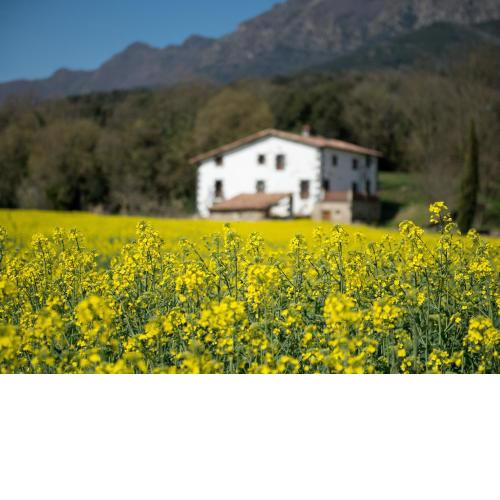 Mas Rubió