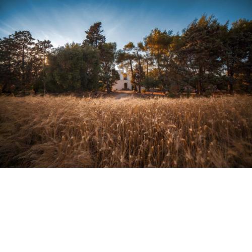 Masseria Fracchicchi