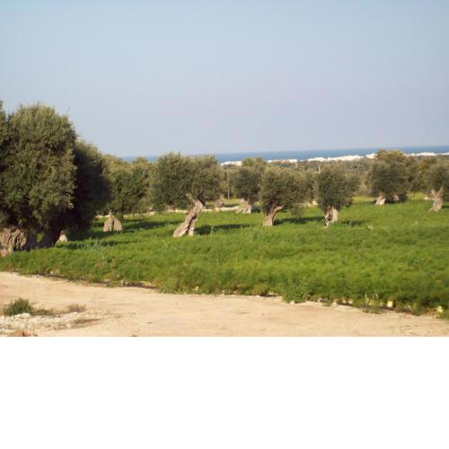 Masseria Ricci
