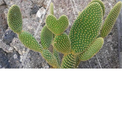 Mauripe