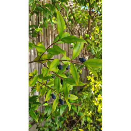MIRTO BLU
