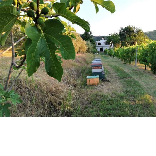 Naturaliterre BnB - Microfattoria