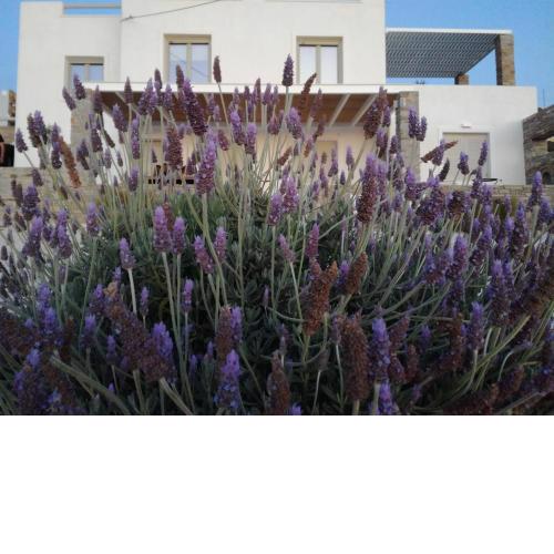 Nesaea seafront house