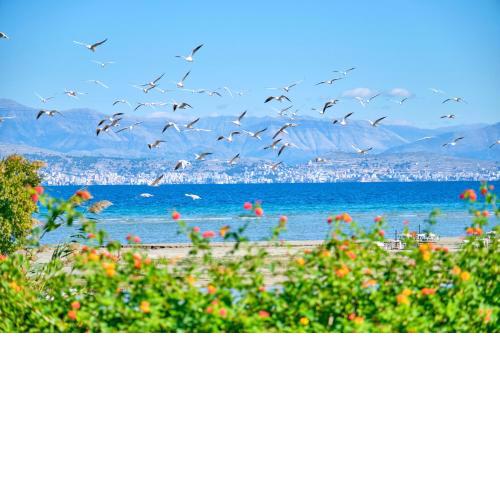 Nikos Kalamaki Corfu