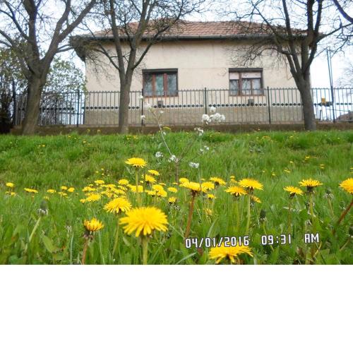 Nyolc szilvafás ház