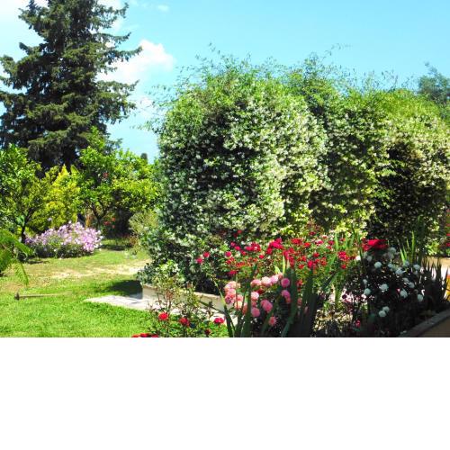 Olga's Hill