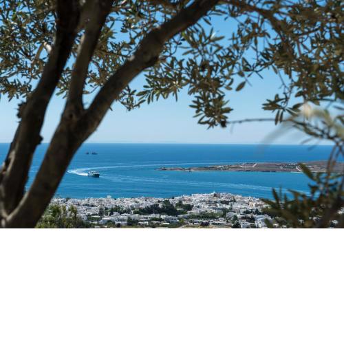 Olive Tree House in Parikia