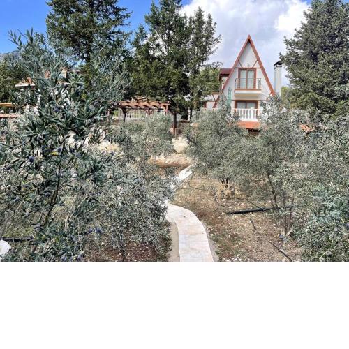 Oliveraie en pleine nature - Adrasan ANTALYA