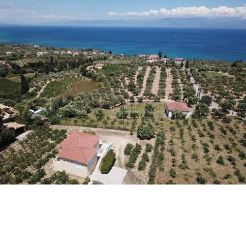 Orfanos 4