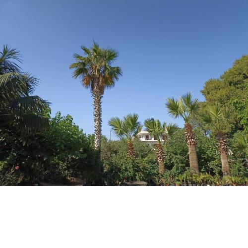 palm-tree