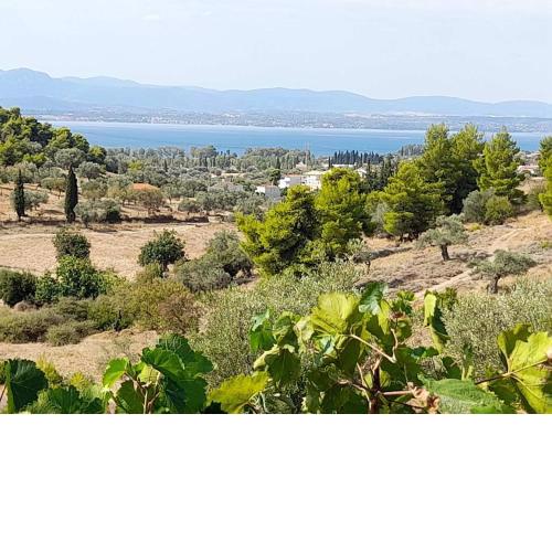 PANORAMIC VIEW