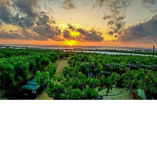 Pause Serenity House into Olive Groves